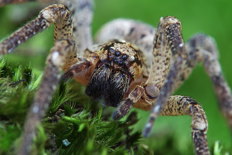 Zoropsis  sp.